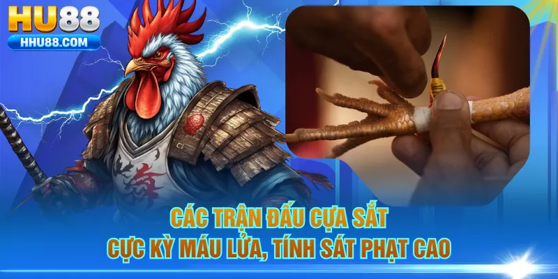 Các trận đấu cựa sắt cực kỳ máu lửa, tính sát phạt cao