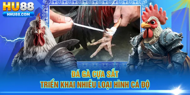 Đá gà cựa sắt triển khai nhiều loại hình cá độ